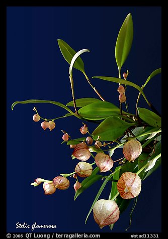 Stelis glomerosa. A species orchid (color)