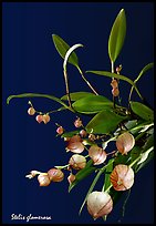 Stelis glomerosa. A species orchid