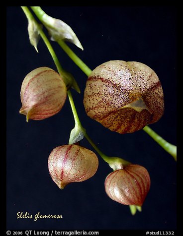 Stelis glomerosa. A species orchid (color)