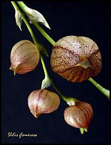 Stelis glomerosa. A species orchid (color)