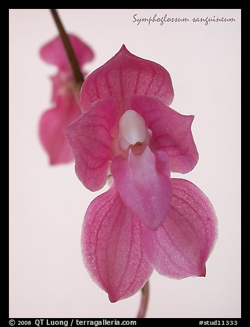 Symphoglossum sanguineum. A species orchid