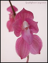 Symphoglossum sanguineum. A species orchid