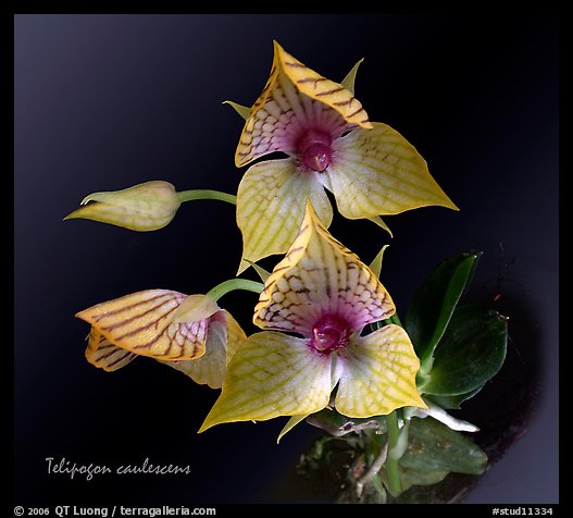 Telipogon caulescens. A species orchid (color)