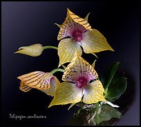 Telipogon caulescens. A species orchid (color)