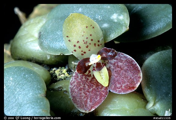 Trias cambodiana. A species orchid (color)