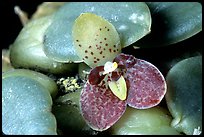 Trias cambodiana. A species orchid (color)