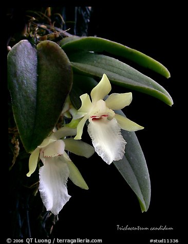 Trichocentrum candidum. A species orchid