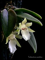 Trichocentrum candidum. A species orchid