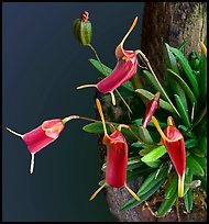 Trisetella triglochin. A species orchid