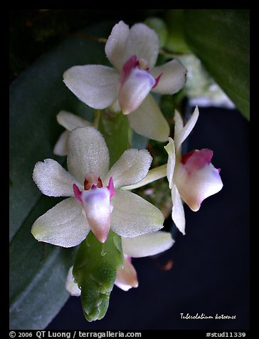 Tuberolabium kotoense. A species orchid (color)