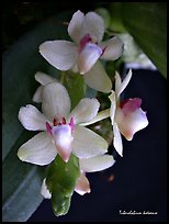 Tuberolabium kotoense. A species orchid (color)