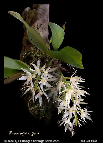 Warmingia eugeneii. A species orchid