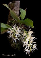 Warmingia eugeneii. A species orchid