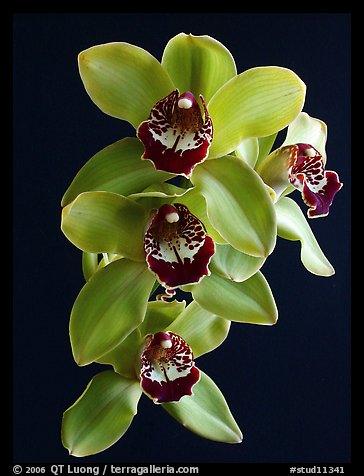 Cymbidium Atlantic Crossing 'Featherhill'. A hybrid orchid