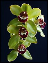 Cymbidium Atlantic Crossing 'Featherhill'. A hybrid orchid