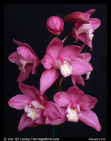 Cymbidium Baltic Sweetheart 'Sarah'. A hybrid orchid