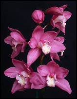 Cymbidium Baltic Sweetheart 'Sarah'. A hybrid orchid