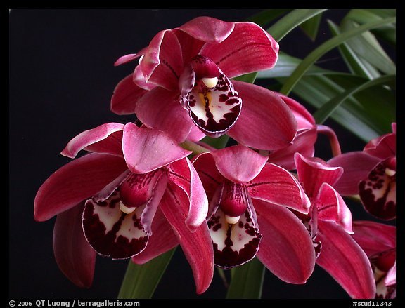 Cymbidium Cherry Cola. A hybrid orchid