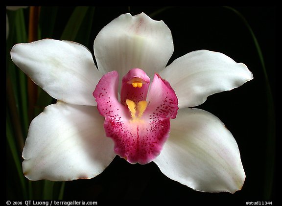 Cymbidium Cleo Sherman 'Danielle'. A hybrid orchid (color)