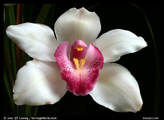 Cymbidium Cleo Sherman 'Danielle'. A hybrid orchid