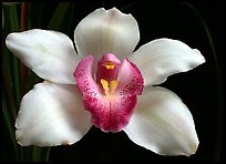 Cymbidium Cleo Sherman 'Danielle'. A hybrid orchid ( color)