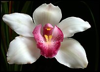 Cymbidium Cleo Sherman 'Danielle'. A hybrid orchid