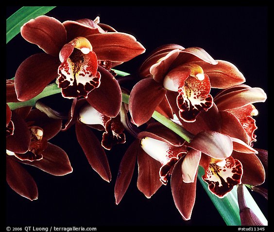 Cymbidium Crackerjack 'Midnight Magic'. A hybrid orchid (color)