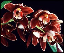 Cymbidium Crackerjack 'Midnight Magic'. A hybrid orchid ( color)