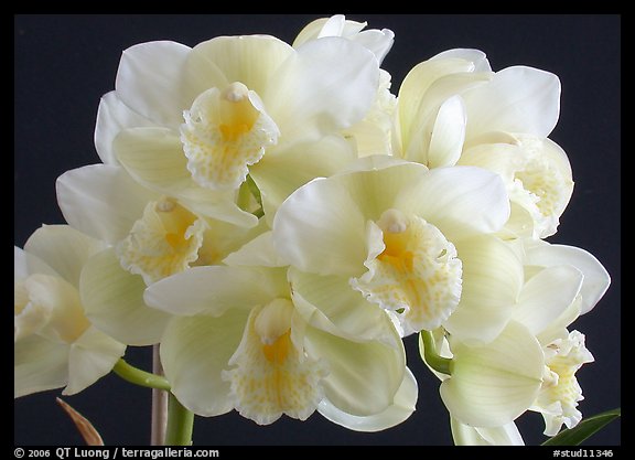 Cymbidium Culpaulin 'Ice Green'. A hybrid orchid (color)