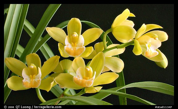 Cymbidium Del's Delight 'Andrea'. A hybrid orchid