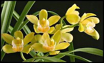 Cymbidium Del's Delight 'Andrea'. A hybrid orchid ( color)