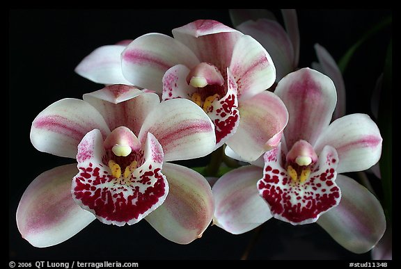 Cymbidium Emma's Love 'Cherry Chip'. A hybrid orchid (color)