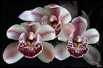 Cymbidium Emma's Love 'Cherry Chip'. A hybrid orchid