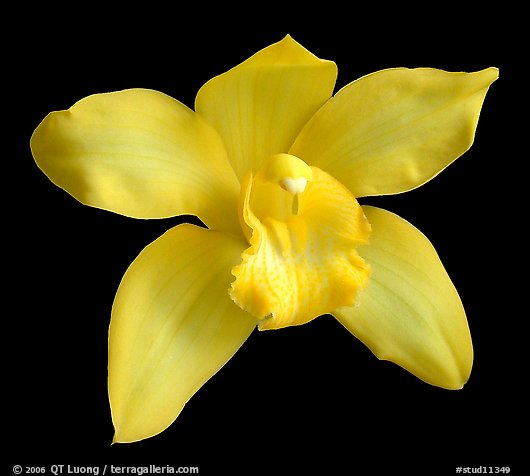Cymbidium Enzan Delight 'Flourish' Flower. A hybrid orchid (color)