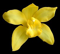 Cymbidium Enzan Delight 'Flourish' Flower. A hybrid orchid ( color)