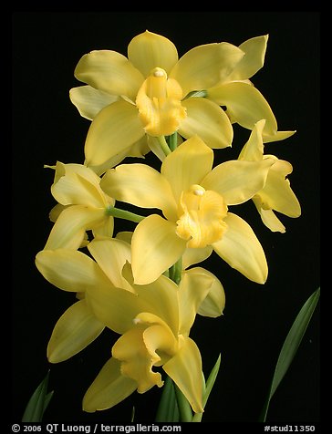 Cymbidium Enzan Delight 'Fluorish'. A hybrid orchid (color)