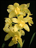 Cymbidium Enzan Delight 'Fluorish'. A hybrid orchid ( color)