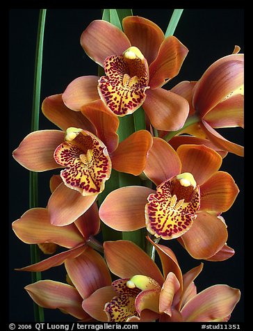 Cymbidium Enzan Forest 'Majolica'. A hybrid orchid