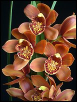 Cymbidium Enzan Forest 'Majolica'. A hybrid orchid (color)