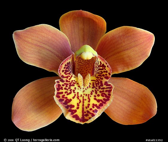 Cymbidium Enzan Forest 'Majolica' Flower. A hybrid orchid (color)