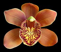 Cymbidium Enzan Forest 'Majolica' Flower. A hybrid orchid