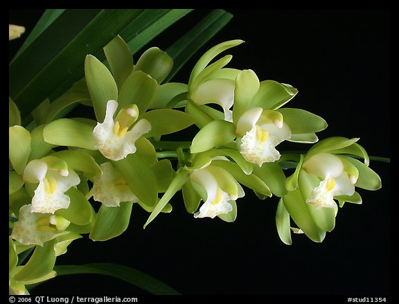 Cymbidium Green Sour 'Fresh'. A hybrid orchid