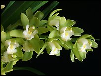 Cymbidium Green Sour 'Fresh'. A hybrid orchid