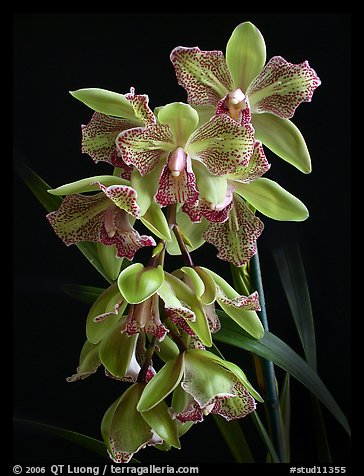 Cymbidium Isle 'Flamingo'. A hybrid orchid (color)