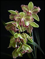 Cymbidium Isle 'Flamingo'. A hybrid orchid ( color)