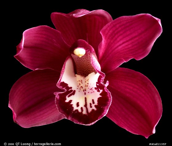 Cymbidium Lady Fire 'Red Angelica'. A hybrid orchid (color)
