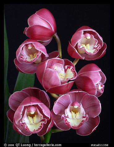 Cymbidium Lucky Gloria 'Fukunokami'. A hybrid orchid (color)