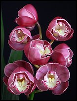 Cymbidium Lucky Gloria 'Fukunokami'. A hybrid orchid