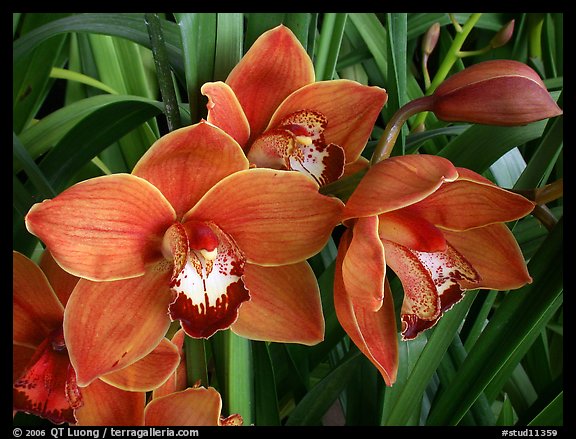 Cymbidium Mighty Sunset 'Annabelle'. A hybrid orchid (color)