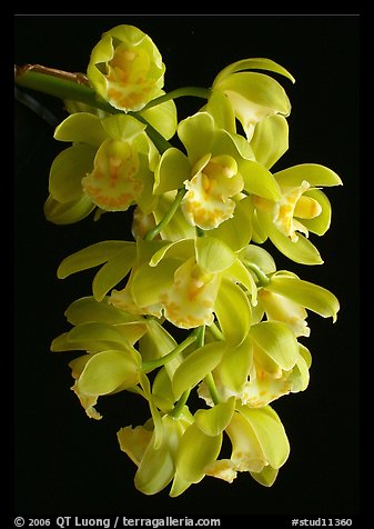 Cymbidium Mini Mary 'Grenadier'. A hybrid orchid